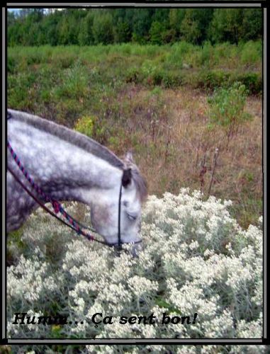 Silver entrain d'humer le parfum des fleurs sauvages. :)