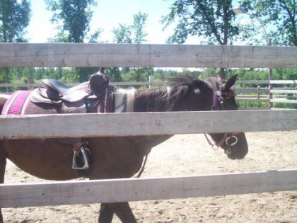 Difficile les photos de près au travers d'un round pen. Merci...