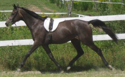 Ma pouliche de 2 ans durant son entraînement en liberté