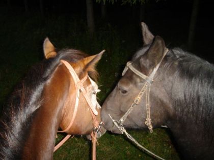 Un p'tit colleux pendant une rando...Frisson et King