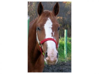 mon cheval cooper justice