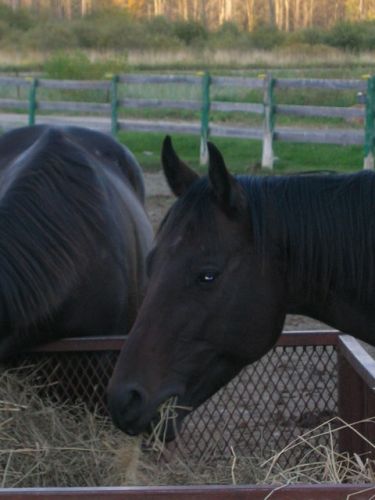 mon nouveau cheval