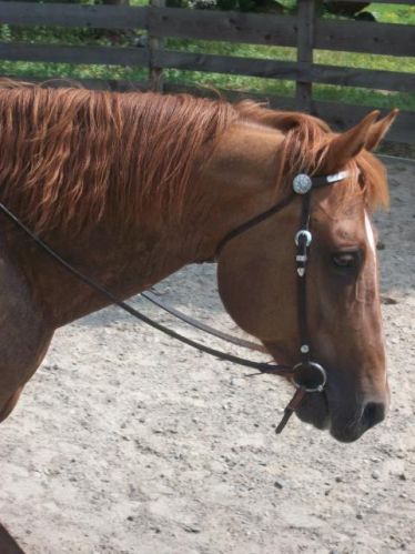 Voici mon cheval ! Il se nomme Napoléon, il à 15 ans c`est un qh...