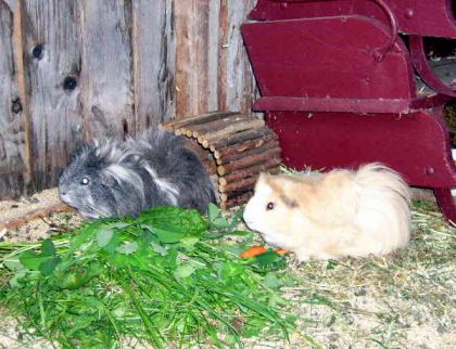 Voici mon pinto et mon palomino! ;)