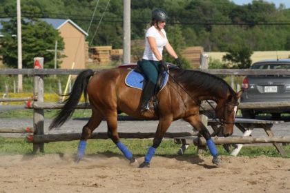 Détente d'encolure au trot