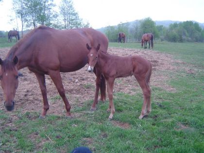 Mon petit Lascar avec sa maman, beau petit BB :-)