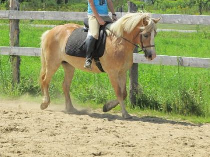 Cindy, la ponette Haflinger que je vais ammener avec Miss Quincy...