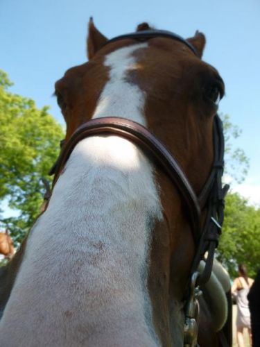 Gros nez de Satine