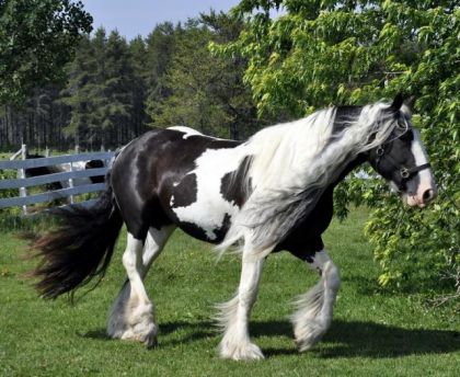 Cassie, gypsy cob, 16.3 mains