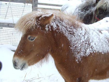 Je déteste la neige!