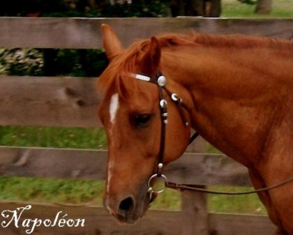 Mon cheval !