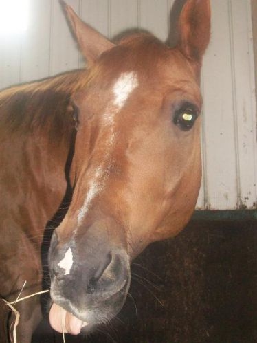 Mon cheval qui fais une grimace :)