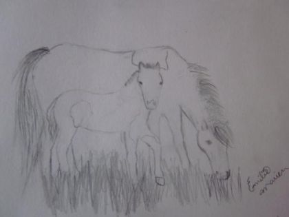 J'adore les shetlands et vous?