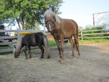 kachou et stud !