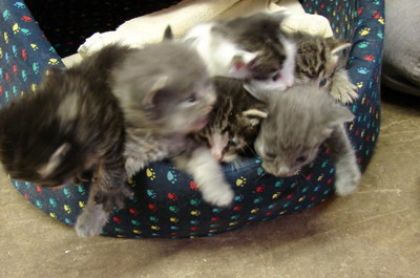 trop mignons ces petits