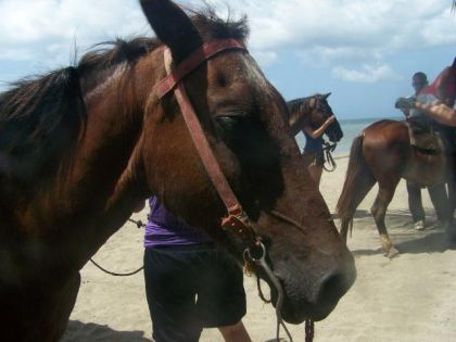 Randonnée sur le bord de la plage en République Dominicaine ! (...