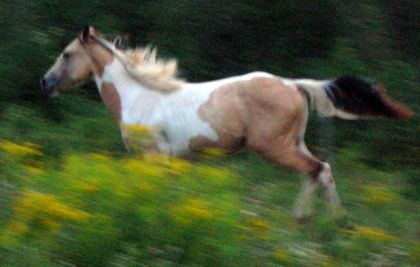 Kiona au grand galop!Hiiiihaaa!
