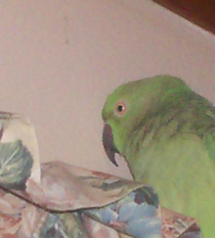 voici mon petit peroquet vert elle sapelle coco!!!