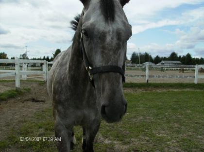 photo par Cloon Face de pet