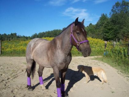 mon cheval et mon chien
