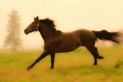 Lazur - Photo prise par Elise Genest.