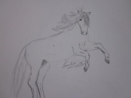 premier dessin de cheval cabré 