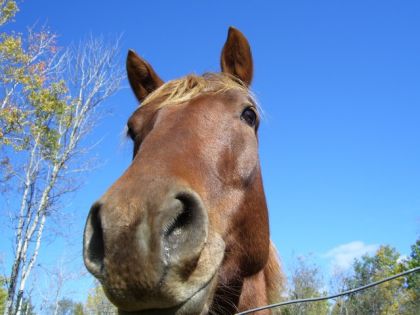 ginger ! photo un peu artistique Xd