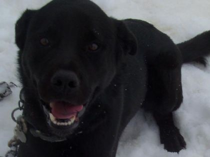 mon chien pouky qui est vraiment happy ! !