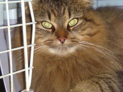 Minette 