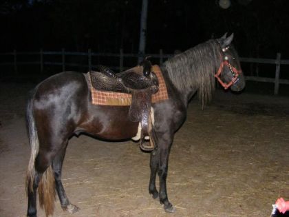 mon poulain  mon paso fino