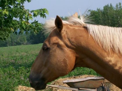 Sun Dance mon premier cheval ! !