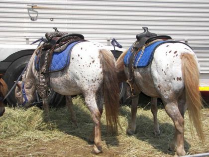 Deux chevaux appaloosa mangeant du foin près d'une remorque