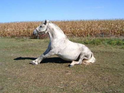 oups qui a tiré la chaise!!