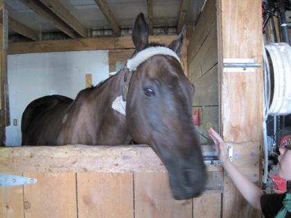 Lorenzo dans son box!