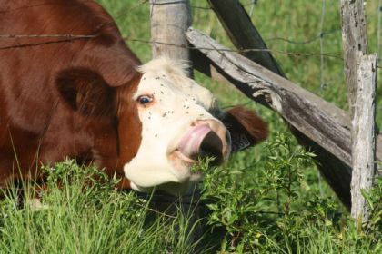 Une vache dans le champ voisin à Henri :) Elle est full belle! 