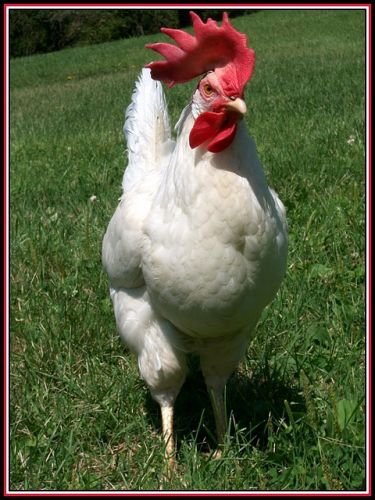 Ma poule "St-Hubert"! LOL .