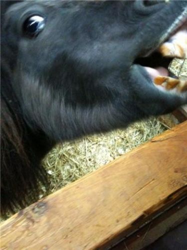 Lady la ptite Shetland 