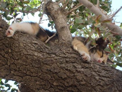un chaton qui fait dodo dans un arbre en grèce !