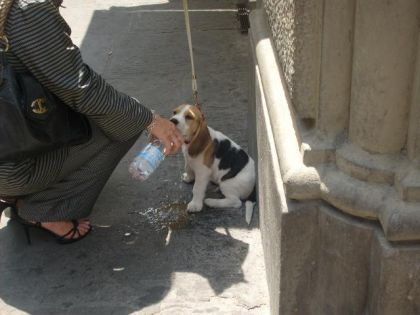 un chiot trop cute 