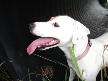 ma petiite Roxy apres une groosse promenadee ! elle etaiie toute...