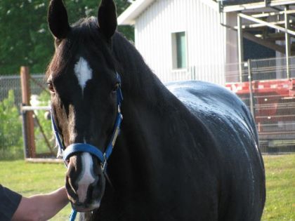 ahh la douche! Cheval de la GRC cet été!&#9829;