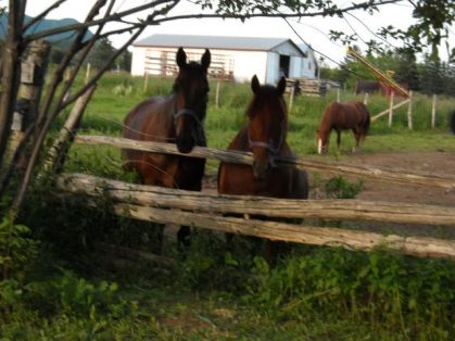 joker et lucky en gaspésie