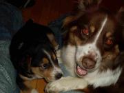 Garderie La truffe d'or chien/chat st-polycarpe