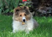 RÉSERVEZ VOTRE CHIOT MAINTENANT 