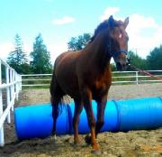 cheval a vendre!!! ** ( doit partir vite ) ** 