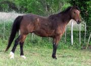 D.P niveau 5 minimum, Cheval adorable à...