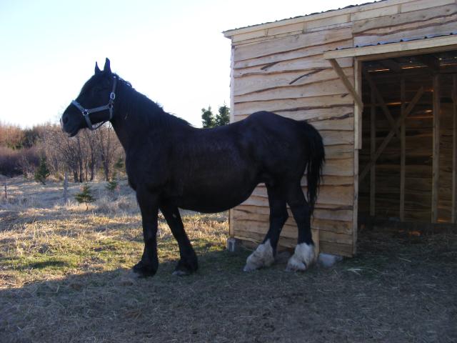 Jument percheron