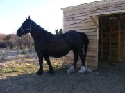 Jument percheron