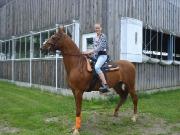 American saddlebred