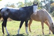 Appaloosa snowflak avec face blanche vrement belle